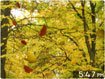 Golden Leaves 3D Screensaver